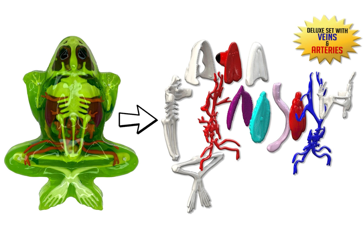 Dissect It Frog Lab  Plus