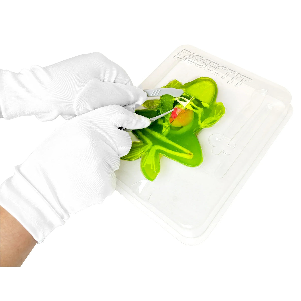 Dissect It Frog Lab